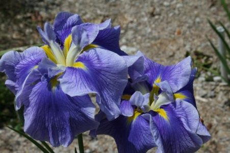Japanese Iris Image
